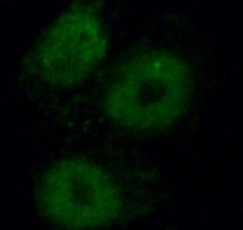 NHP2 Antibody