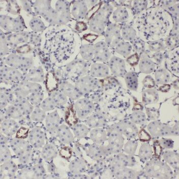 NID2 Antibody