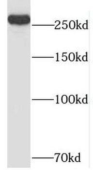NIPBL Antibody
