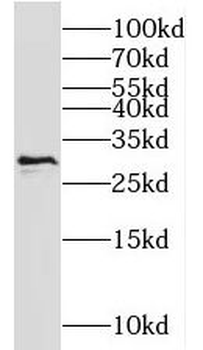 NIPSNAP3A Antibody