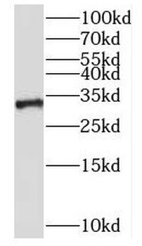 NKX1-2 Antibody
