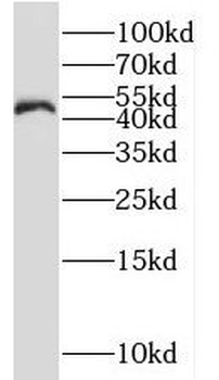 NLE1 Antibody