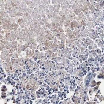 NLN Antibody