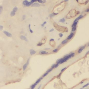 NLRP2 Antibody
