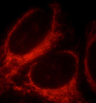 NLRX1 Antibody