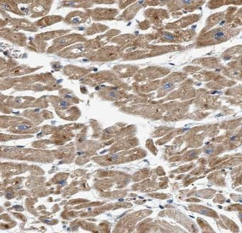 NLRX1 Antibody