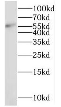NMD3 Antibody