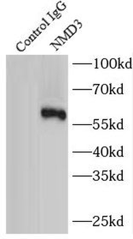 NMD3 Antibody