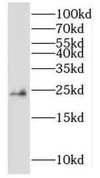 NME5 Antibody