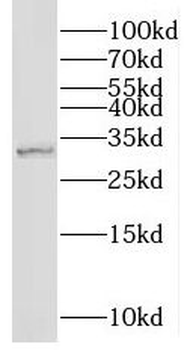 NMNAT1 Antibody