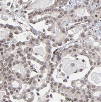 NMNAT1 Antibody