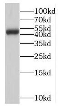 NMUR1 Antibody