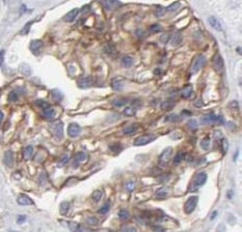 NOS1 Antibody