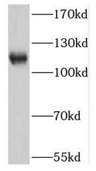 NNT Antibody