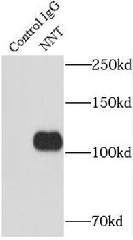 NNT Antibody