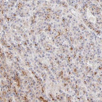 NNT Antibody