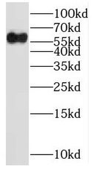 NOC4L Antibody
