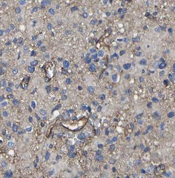 NOG Antibody