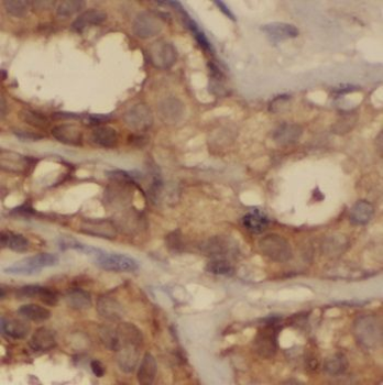 NOL3 Antibody