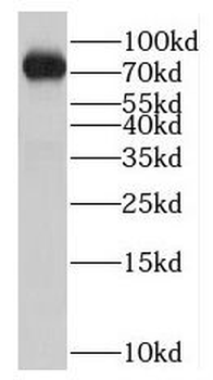 NOL9 Antibody