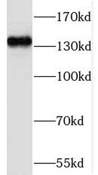 NOMO1 Antibody