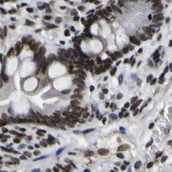 NOMO1 Antibody