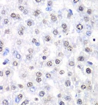 NONO Antibody