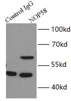 NOP58 Antibody