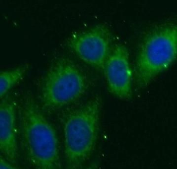 NOSTRIN Antibody