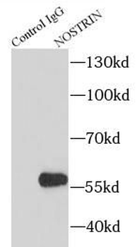 NOSTRIN Antibody