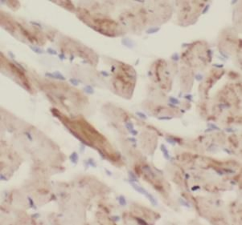 NOSTRIN Antibody