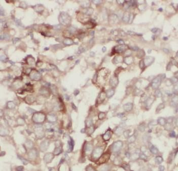 NOTCH3 Antibody