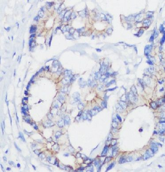 NOX1 Antibody