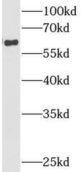 CYBB Antibody