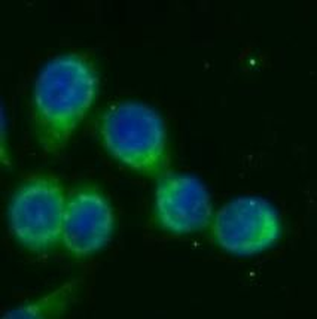 NOX4 Antibody