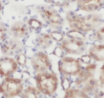NOX4 Antibody