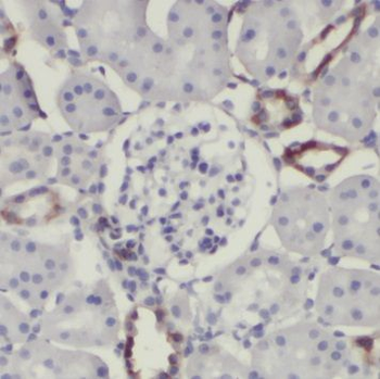 NPFFR2 Antibody