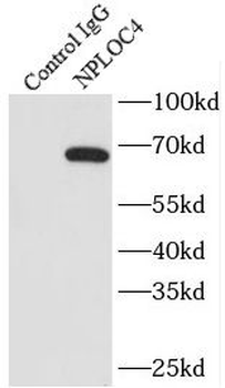NPLOC4 Antibody