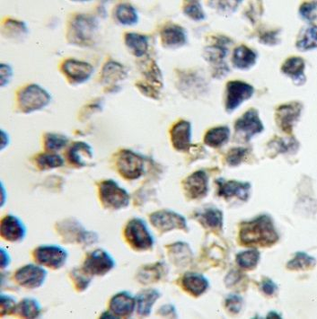 NPM3 Antibody