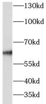 NR1D1 Antibody