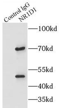 NR1D1 Antibody