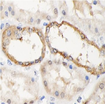 NR1D1 Antibody