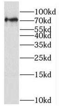 NR1D2 Antibody
