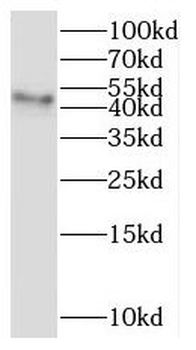 NR1I3 Antibody