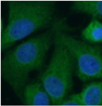 GRIN2B Antibody
