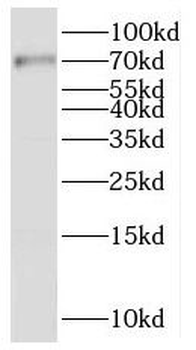 NR2C2 Antibody
