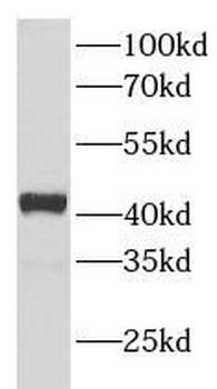 NR2F6 Mouse Monoclonal Antibody