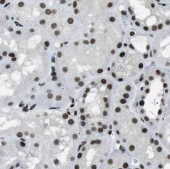 NR2F6 Mouse Monoclonal Antibody