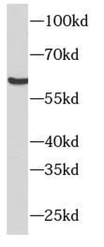 NR5A2 Rabbit Polyclonal Antibody