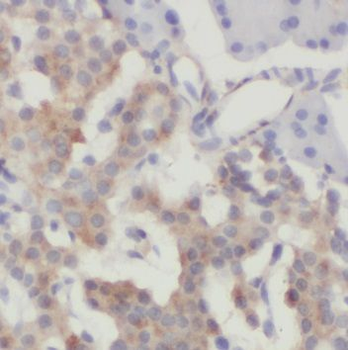 NRAS Antibody